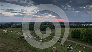 The herd of sheep is grazed in the evening on the suburb of Hannover. Lower Saxony. Germany. Time lapse.