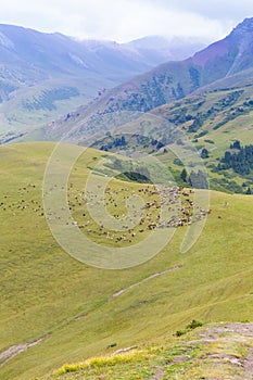 Vysoko v horách se pase stádo ovcí. Zemědělství. Pastviny v horách, jailoo. Kyrgyzstán