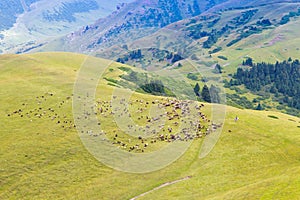 Vysoko v horách se pase stádo ovcí. Zemědělství. Pastviny v horách, jailoo. Kyrgyzstán