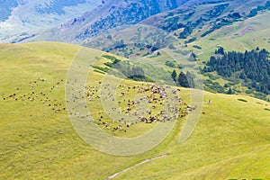 A herd of sheep grazes high in the mountains. Agriculture. Pasture in the mountains, jailoo. Kyrgyzstan