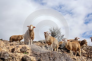 A herd of sheep grazes in the mountains against a clear sky