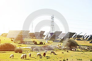 A herd of sheep grazing against solar panels illuminated by the sun. The theme is an alternative source of energy and ecology.