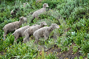Herd of sheep grazing along the Teton Pass near the Idaho and Wyoming state border, along Pine Creek Pass