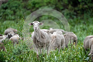 Herd of sheep grazing along the Teton Pass near the Idaho and Wyoming state border, along Pine Creek Pass