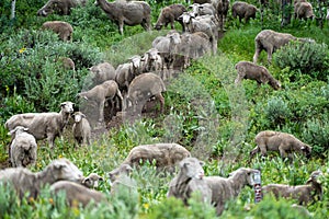 Herd of sheep grazing along the Teton Pass near the Idaho and Wyoming state border, along Pine Creek Pass