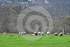 A herd of sheep grazing on a beautiful mountain meadow.