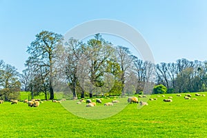 Herd of sheep is grazing at the Burghley estate in Stamford, England