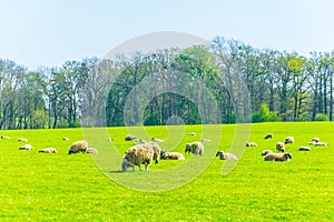 Herd of sheep is grazing at the Burghley estate in Stamford, England