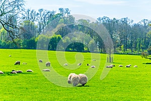 Herd of sheep is grazing at the Burghley estate in Stamford, England