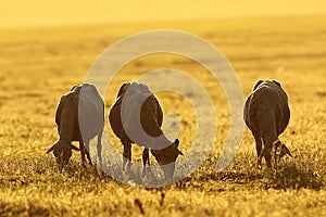 Herd of sheep grazing at dawn