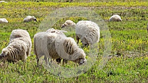 A herd of sheep grazing in a field