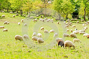 herd of sheep grazing in a grassy meadow