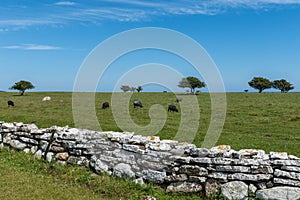 Herd of sheep grazing in a large field at the coast of Ã¶land