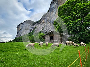 Herd of sheep grazing in Lauterbrunnen village.