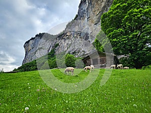 Herd of sheep grazing in Lauterbrunnen village.