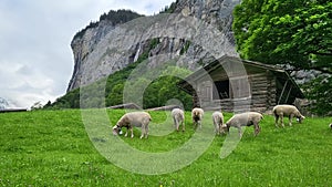 Herd of sheep grazing in Lauterbrunnen village.