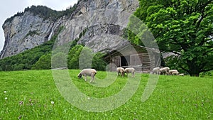 Herd of sheep grazing in Lauterbrunnen village.