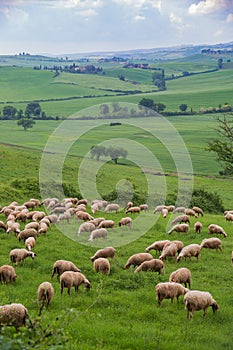 A herd of sheep grazing on a lush, green Tuscan hillside.