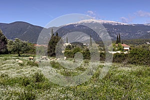 Herd of sheep grazing in a meadow