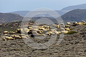 Herd of sheep grazing on a mountain agricultural area