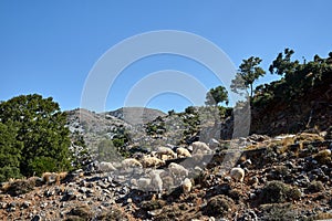 A herd of sheep grazing in a mountain meadow in the Lefka Ori mountains on the island of Crete photo