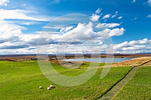 Herd of sheep grazing at Myvatn, Iceland,