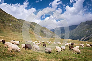 Herd of sheep grazing near Pourtalet pass, Ossau valley in the Pyrenees France