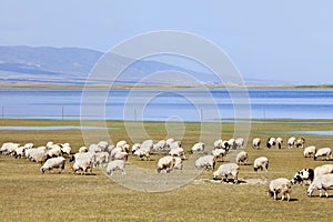 Herd of sheep grazing near Qinghai Lake