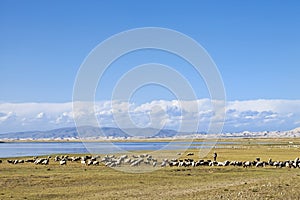 Herd of sheep grazing near Qinghai Lake