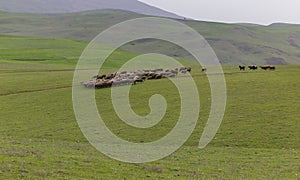 A herd of sheep grazing next to the ancient mausoleums