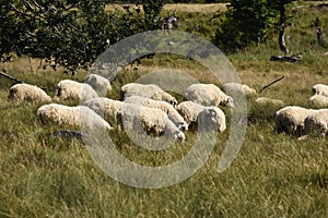 A herd of sheep grazing in pastures in Romania. Mountainous pastures with green grass. Driving the herd into the valley to milk
