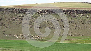 Herd of Sheep Grazing on Plain Next to Flat Mesa Mountain Topography