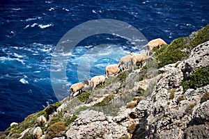 A herd of sheep grazing on a rocky mountainside by the sea on the island of Crete photo