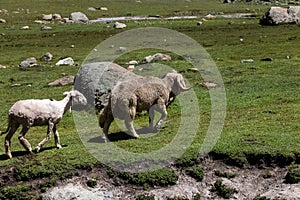 Herd of sheep grazing on a rural mountainside valley in Kashmir, India