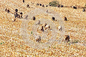 Herd of sheep grazing in summer