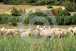 Herd of Sheep on the green grass near the Sea Coast. Sardinia, Italy