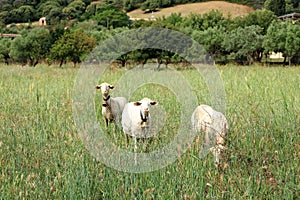 Herd of Sheep on the green grass near the Sea Coast. Sardinia, Italy