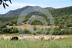 Herd of Sheep on the green grass near the Sea Coast. Sardinia, Italy