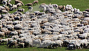 Herd of sheep on green meadow 1