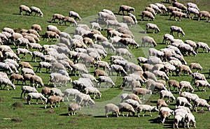 Herd of sheep on green meadow 3