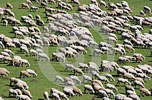 Herd of sheep on green meadow 5