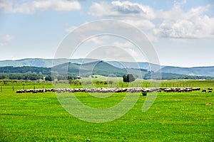 A herd of sheep on the green meadow