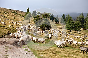 Herd of sheep with herdsman, farm animal on mountains