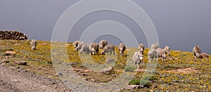 Herd of sheep in the hills near the town of Mokhotlong in North East Lesotho, Africa.