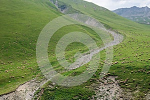 Herd of sheep on a hillside