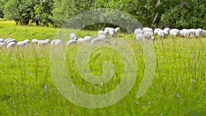 Herd of sheep, lamb and goats grazing in field