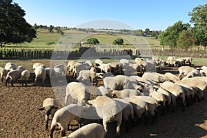 A herd of sheep lambs and ewes eating feed from trays in the kraal