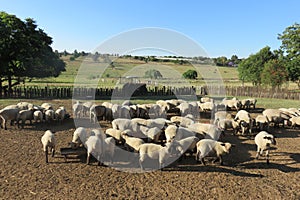 A herd of sheep lambs and ewes eating feed from trays in the kraal