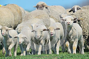 Herd of sheep and lambs
