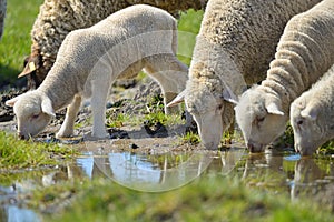 Herd of sheep and lambs on field